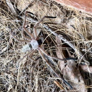 Delena cancerides at Namadgi National Park - 3 Jan 2022