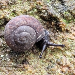 Pommerhelix sp. (genus) (A land snail) at Faulconbridge, NSW - 6 Jan 2022 by trevorpreston