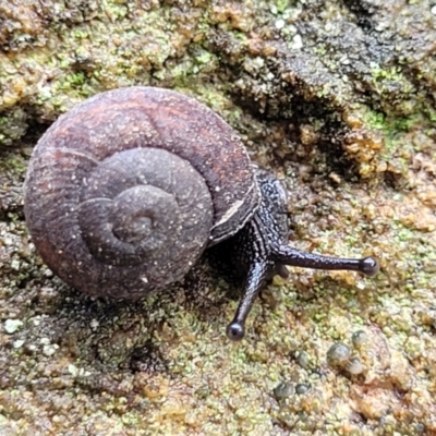 Pommerhelix sp. (genus) (A land snail) at Faulconbridge, NSW - 5 Jan 2022 by trevorpreston