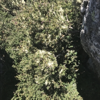 Podocarpus lawrencei (Mountain Plum Pine) at Cotter River, ACT - 28 Dec 2021 by Tapirlord