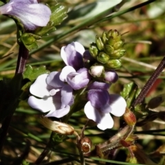 Euphrasia collina subsp. paludosa at Cotter River, ACT - 4 Jan 2022 by JohnBundock