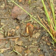 Harpobittacus sp. (genus) (Hangingfly) at Cotter River, ACT - 4 Jan 2022 by KMcCue