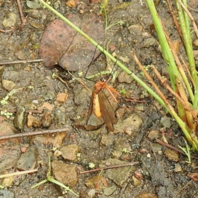 Harpobittacus (genus) (Hangingfly) at Cotter River, ACT - 4 Jan 2022 by KMcCue