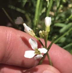 Cardamine lilacina (Lilac Bitter-cress) at Bimberi, NSW - 28 Dec 2021 by Tapirlord