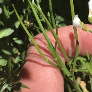 Cardamine lilacina at Bimberi, NSW - 28 Dec 2021