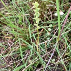 Microtis sp. (Onion Orchid) at Cotter River, ACT - 4 Jan 2022 by KMcCue