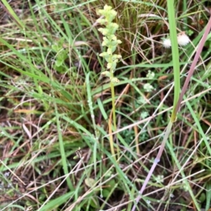 Microtis sp. at Cotter River, ACT - suppressed