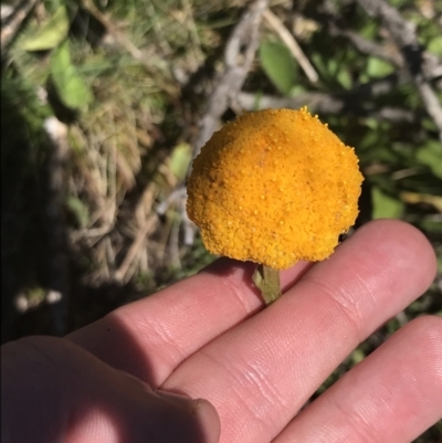Craspedia aurantia var. aurantia (Orange Billy Buttons) at Cotter River, ACT - 28 Dec 2021 by Tapirlord