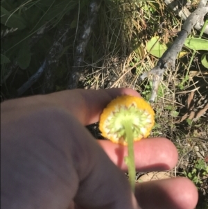 Craspedia aurantia var. aurantia at Cotter River, ACT - suppressed