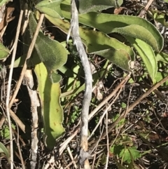 Craspedia aurantia var. aurantia at Cotter River, ACT - suppressed