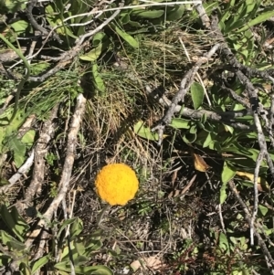 Craspedia aurantia var. aurantia at Cotter River, ACT - suppressed