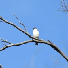 Cracticus torquatus (Grey Butcherbird) at Cotter River, ACT - 4 Jan 2022 by KMcCue