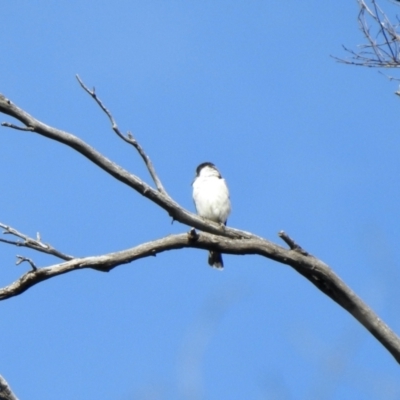 Cracticus torquatus (Grey Butcherbird) at Cotter River, ACT - 3 Jan 2022 by KMcCue