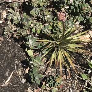 Stylidium montanum at Cotter River, ACT - 28 Dec 2021