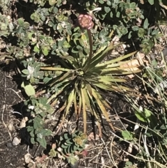 Stylidium montanum at Cotter River, ACT - 28 Dec 2021