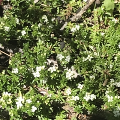 Asperula pusilla (Alpine Woodruff) at Cotter River, ACT - 28 Dec 2021 by Tapirlord