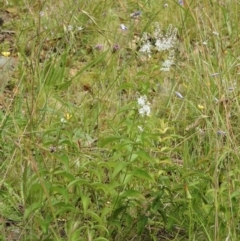 Veronica derwentiana (Derwent Speedwell) at Cotter River, ACT - 3 Jan 2022 by KMcCue