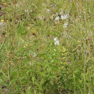 Veronica derwentiana (Derwent Speedwell) at Cotter River, ACT - 3 Jan 2022 by KMcCue