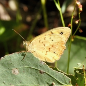 Heteronympha merope at Cotter River, ACT - 4 Jan 2022 08:51 AM