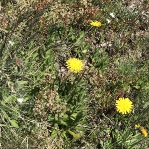 Aciphylla simplicifolia at Cotter River, ACT - 28 Dec 2021