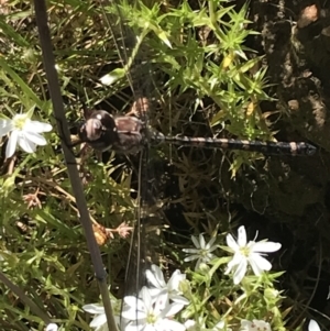 Aeshnidae (family) at Cotter River, ACT - 28 Dec 2021 03:16 PM