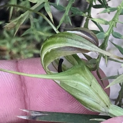 Diplodium decurvum (Summer greenhood) at Cotter River, ACT - 28 Dec 2021 by Tapirlord