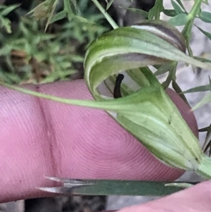 Diplodium decurvum at Cotter River, ACT - suppressed