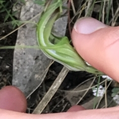 Diplodium decurvum at Cotter River, ACT - suppressed