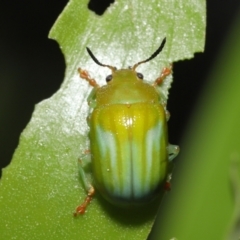 Calomela pallida (Leaf beetle) at ANBG - 4 Jan 2022 by TimL