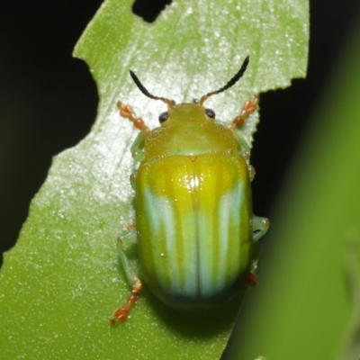 Calomela pallida (Leaf beetle) at Acton, ACT - 5 Jan 2022 by TimL