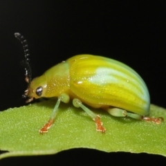 Calomela pallida at Acton, ACT - 5 Jan 2022