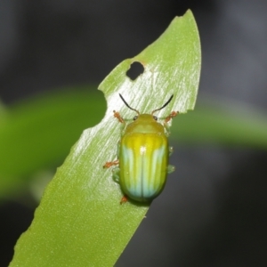 Calomela pallida at Acton, ACT - 5 Jan 2022 10:52 AM