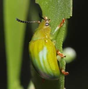 Calomela pallida at Acton, ACT - 5 Jan 2022 10:52 AM