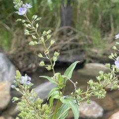 Veronica anagallis-aquatica (Blue Water Speedwell) at Tennent, ACT - 5 Jan 2022 by JaneR