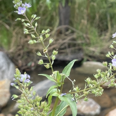 Veronica anagallis-aquatica (Blue Water Speedwell) at Namadgi National Park - 5 Jan 2022 by JaneR