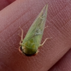 Rosopaella leurensis (A leafhopper) at Murrumbateman, NSW - 4 Jan 2022 by SimoneC