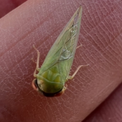 Rosopaella leurensis (A leafhopper) at Murrumbateman, NSW - 4 Jan 2022 by SimoneC