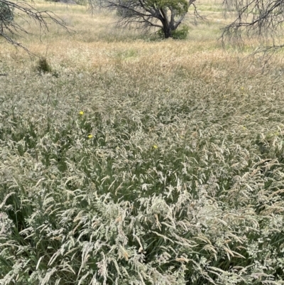 Holcus lanatus (Yorkshire Fog) at Namadgi National Park - 5 Jan 2022 by JaneR