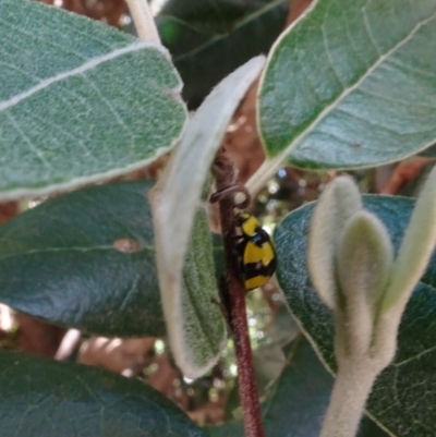 Illeis galbula (Fungus-eating Ladybird) at Parkes, ACT - 4 Jan 2022 by AndyRussell