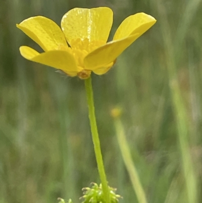 Ranunculus lappaceus (Australian Buttercup) at Rendezvous Creek, ACT - 5 Jan 2022 by JaneR