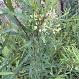 Lomatia myricoides at Rendezvous Creek, ACT - 5 Jan 2022