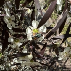 Austalis copiosa (Hover fly) at Murrumbateman, NSW - 4 Jan 2022 by SimoneC