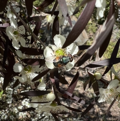 Austalis copiosa (Hover fly) at Murrumbateman, NSW - 3 Jan 2022 by SimoneC