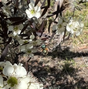 Austalis copiosa at Murrumbateman, NSW - 4 Jan 2022