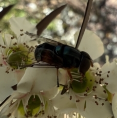 Austalis copiosa at Murrumbateman, NSW - 4 Jan 2022