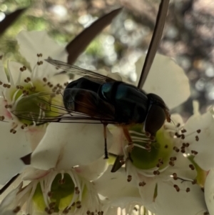 Austalis copiosa at Murrumbateman, NSW - 4 Jan 2022