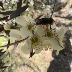 Austalis copiosa at Murrumbateman, NSW - 4 Jan 2022