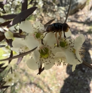 Austalis copiosa at Murrumbateman, NSW - 4 Jan 2022