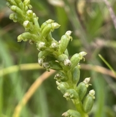 Microtis sp. (Onion Orchid) at Rendezvous Creek, ACT - 5 Jan 2022 by JaneR