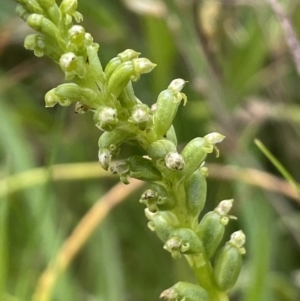 Microtis sp. at Rendezvous Creek, ACT - suppressed